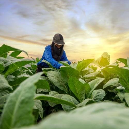 ไต้หวัน 9